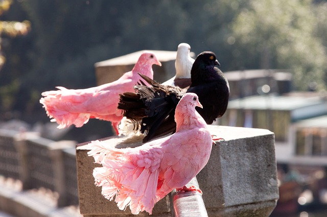 强劲的进攻 强劲的进攻