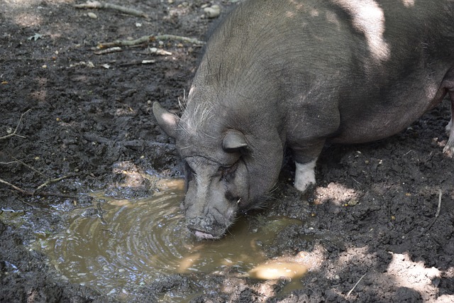 武磊在中超 武磊在中超